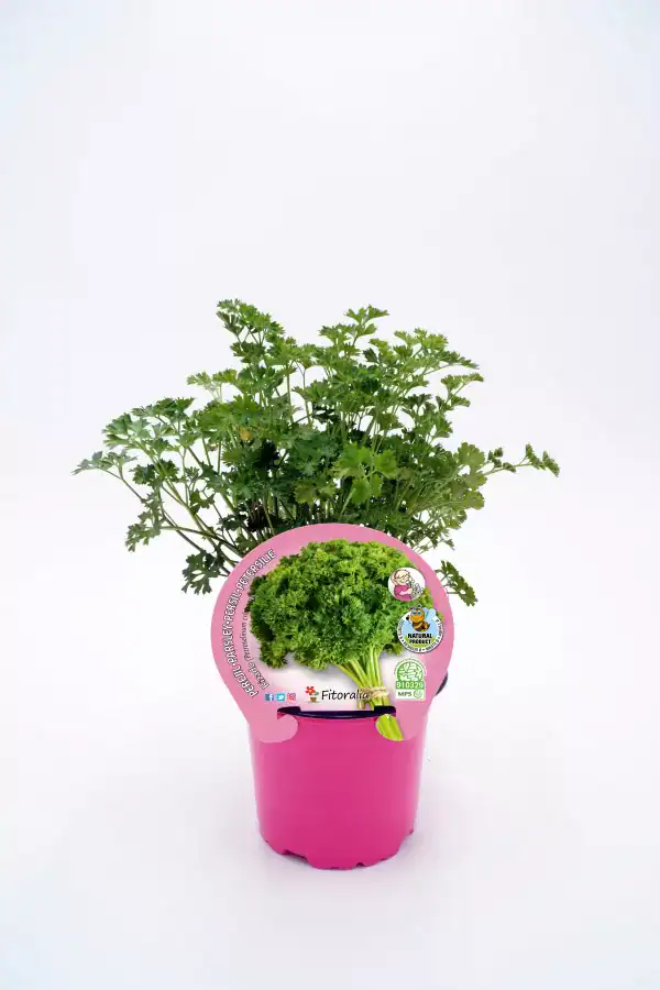 Hierba aromática de perejil en maceta rosa, ideal para cultivo ecológico y cocina saludable, con certificación orgánica y promoción de agricultura sostenible en huerto.bio.
