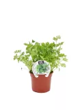 Hierba perejil fresco en maceta de terracota para cocina saludable, agricultura ecológica y cultivo casero, ideal para ensaladas y decoración.