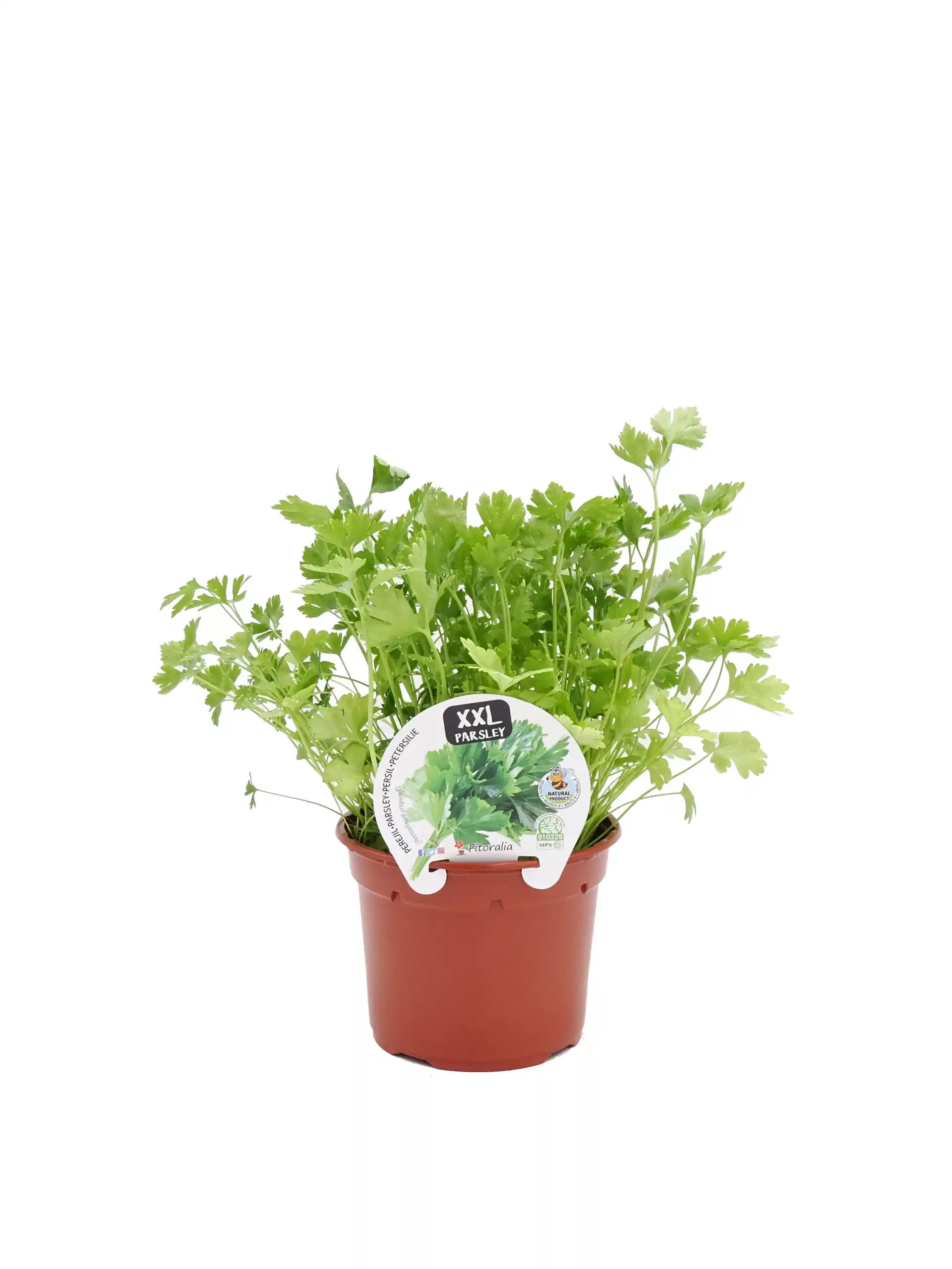 Hierba perejil fresco en maceta de terracota para cocina saludable, agricultura ecológica y cultivo casero, ideal para ensaladas y decoración.
