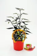 Variedad de pimientos capsaicina, plantada en maceta para cultivo ecológico y saludable en huertos urbanos y caseros.