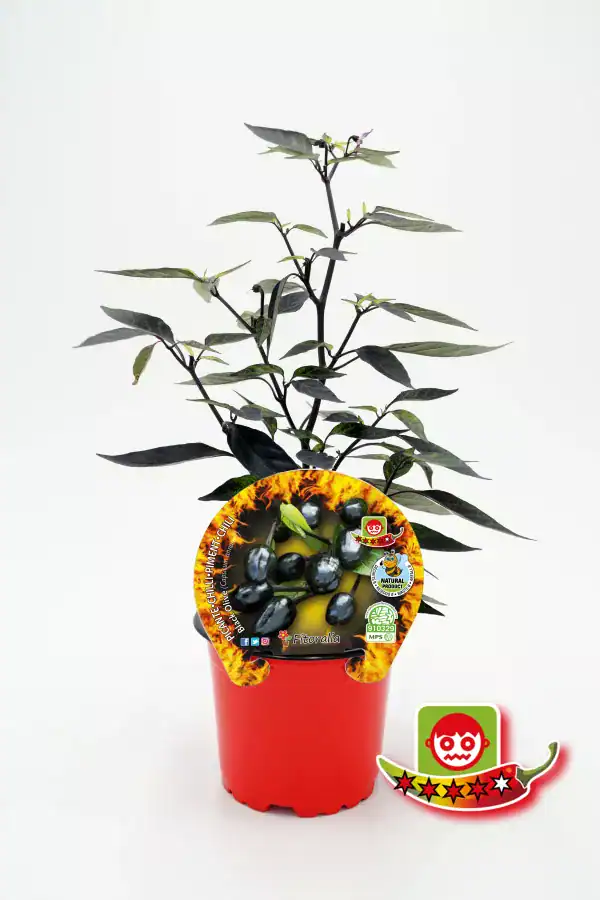 Variedad de pimientos capsaicina, plantada en maceta para cultivo ecológico y saludable en huertos urbanos y caseros.