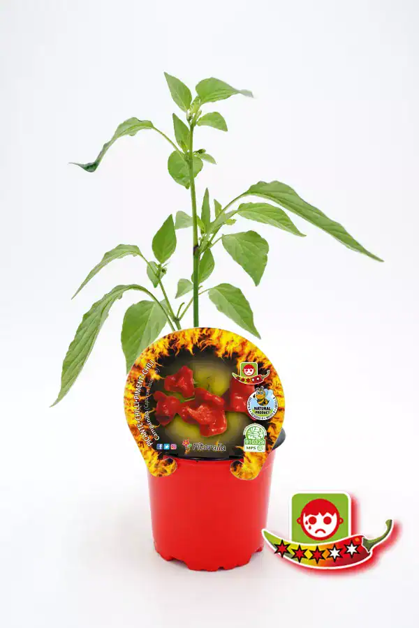 Alto texto: Planta de ají chilli en maceta con etiqueta de semillas y símbolo de certificación ecológica, ideal para huertos urbanos y cultivo orgánico.