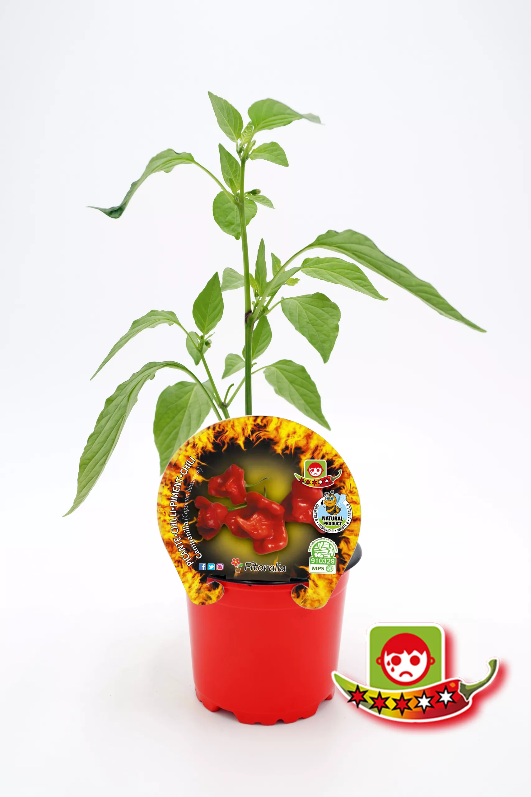 Alto texto: Planta de ají chilli en maceta con etiqueta de semillas y símbolo de certificación ecológica, ideal para huertos urbanos y cultivo orgánico.