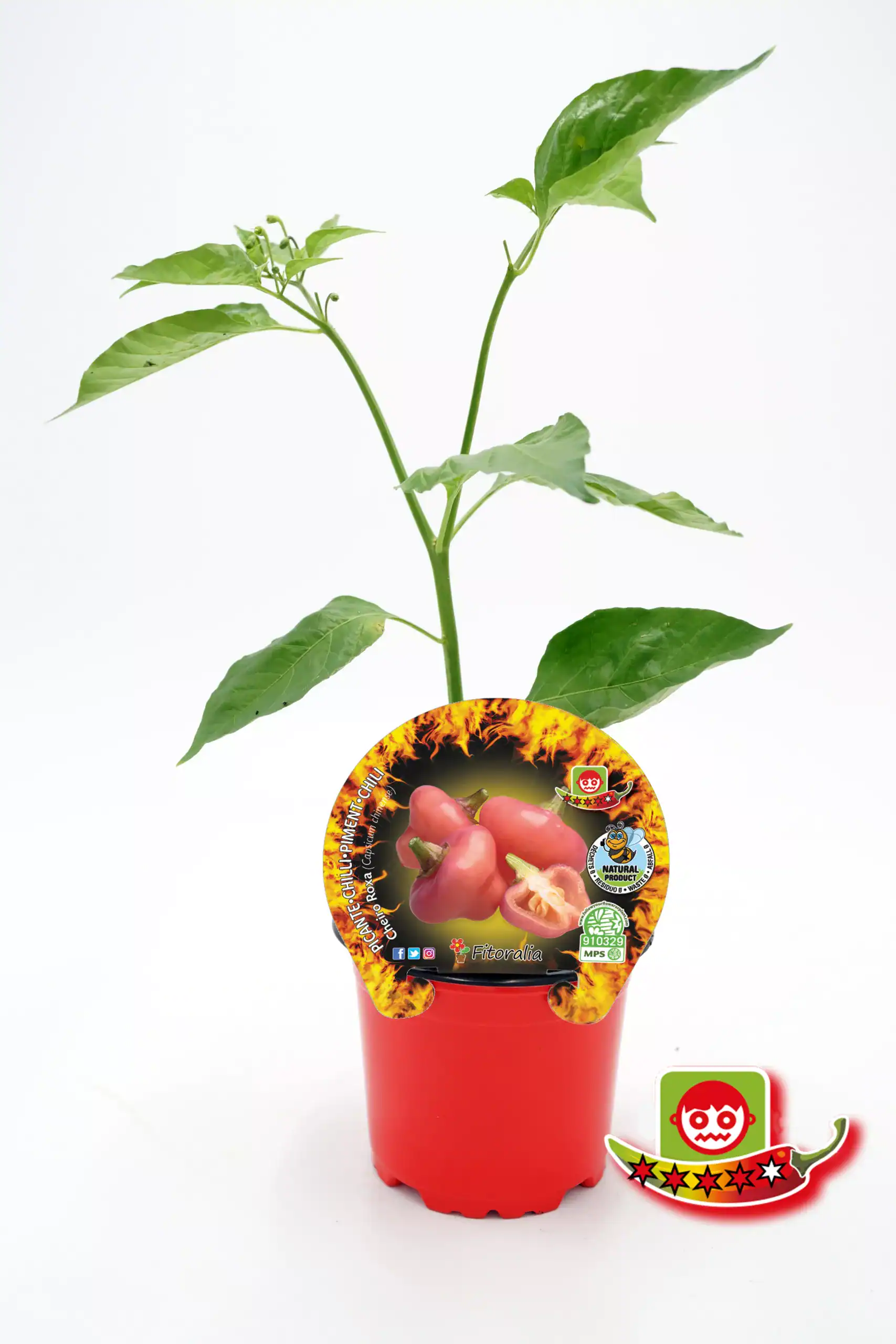 Rábano picante en maceta, planta joven de cultivo orgánico de Huerto.Bio, con etiquetas de certificados ecológicos y productos naturales.