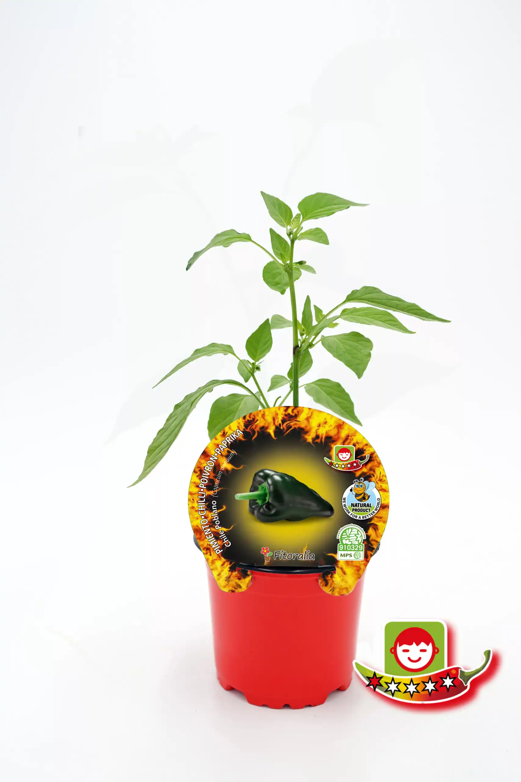 Cuidado de plantitas de pimiento morrón en maceta, con etiquetas de semillas ecológicas y de calidad para cultivo casero y huerto urbano.