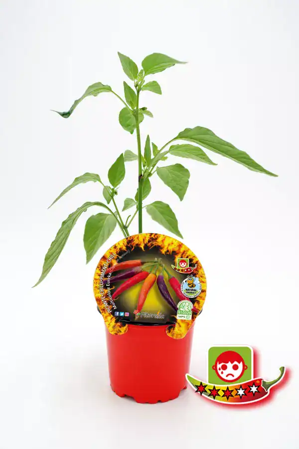 Chile picante en maceta, cultivo ecológico y saludable para huertos urbanos y jardinería sostenible.