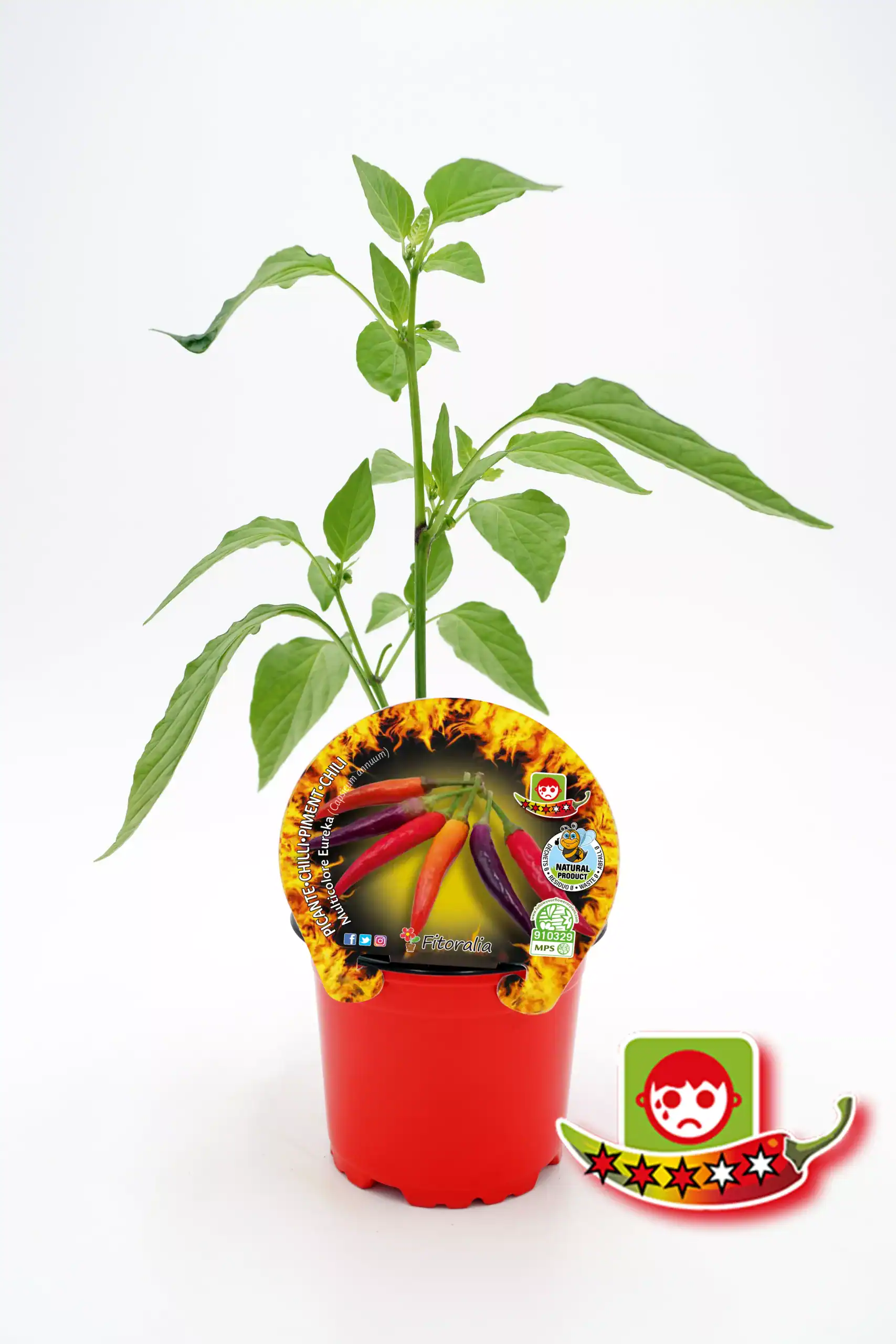 Chile picante en maceta, cultivo ecológico y saludable para huertos urbanos y jardinería sostenible.