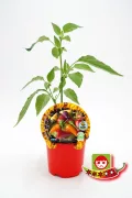 Hierba de pimiento picante en maceta ecológica con etiqueta de semillas y certificaciones de calidad.