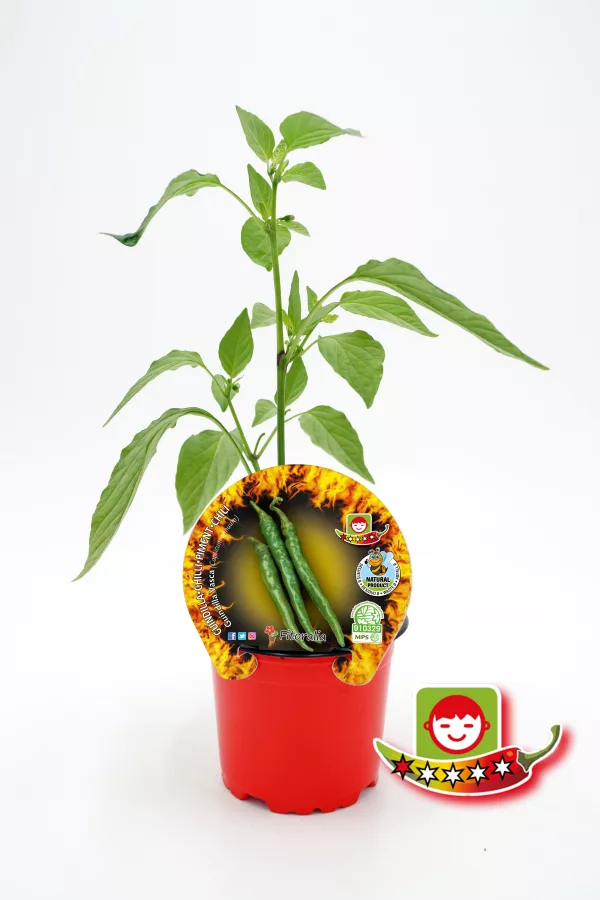 Verde planta de chile pimiento en maceta, horticultura ecológica con etiquetas de certificación natural y de calidad para cultivo sostenible.