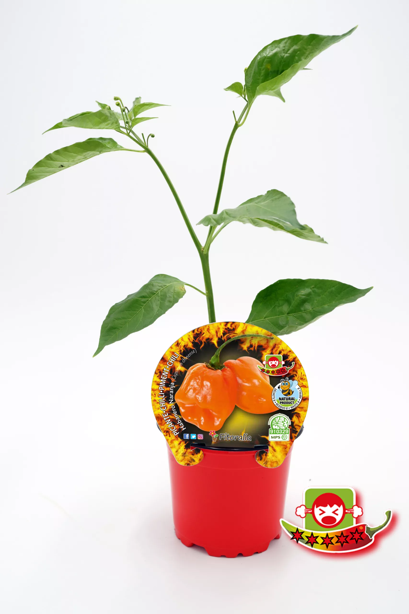 Guía para cultivar pimientos picantes en maceta, con planta saludable y etiqueta que indica variedad chile Habanero Naranja. Ideal para huertos orgánicos y cultivo en espacios pequeños.