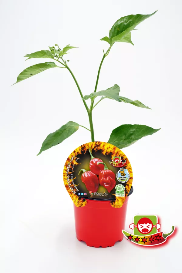 Jalapeño rojo en maceta con etiqueta de semillas, cultivo ecológico y cualidades picantes, ideal para cocinar y gustos intensos, promoviendo agricultura sostenible y jardinería ecológica en huertos urbanos.