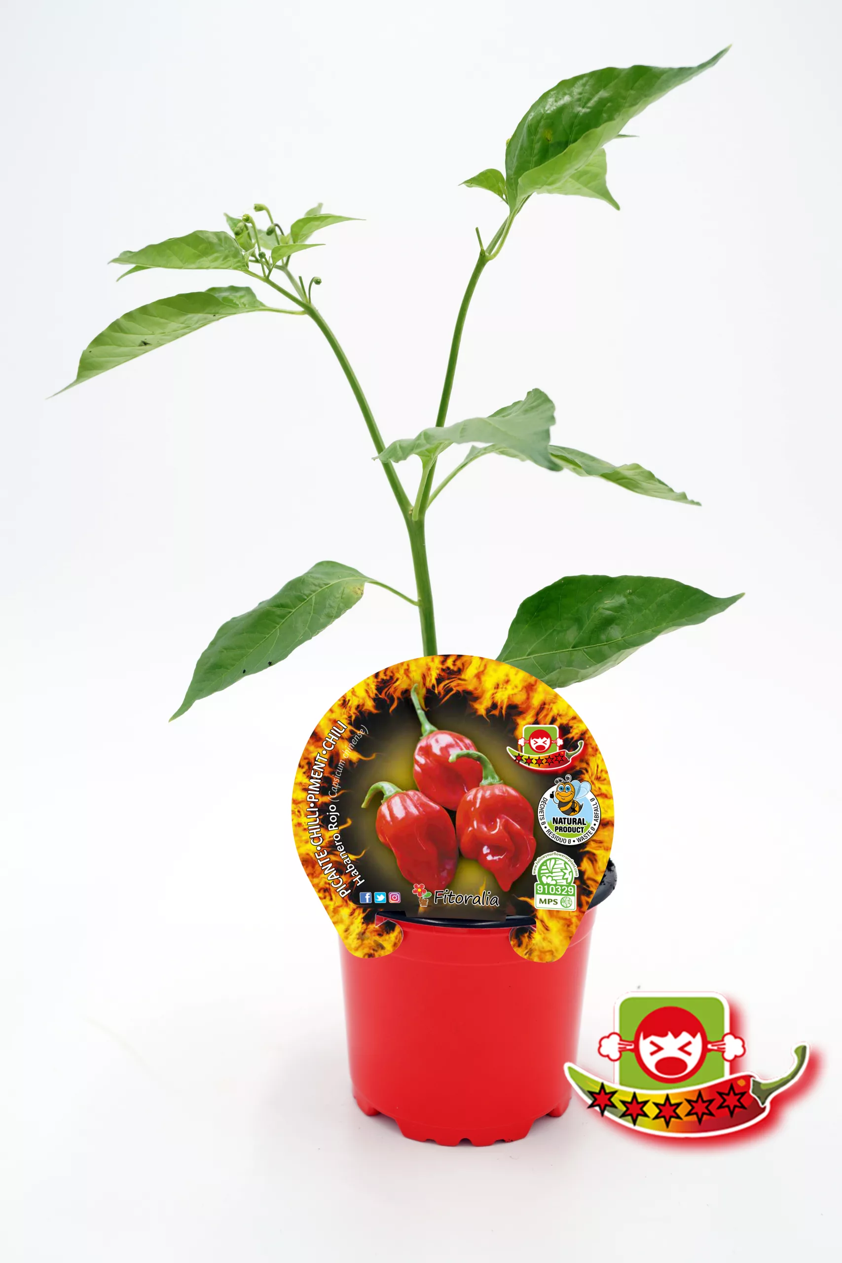 Jalapeño rojo en maceta con etiqueta de semillas, cultivo ecológico y cualidades picantes, ideal para cocinar y gustos intensos, promoviendo agricultura sostenible y jardinería ecológica en huertos urbanos.