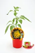 Pimiento amarillo en maceta, planta de cultivo de pimienta habanero en etapa de crecimiento, huerto ecológico, agricultura orgánica, semillas de calidad, huerto.bio.