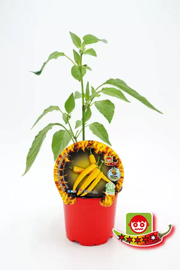 Pimiento amarillo en maceta, planta de cultivo de pimienta habanero en etapa de crecimiento, huerto ecológico, agricultura orgánica, semillas de calidad, huerto.bio.