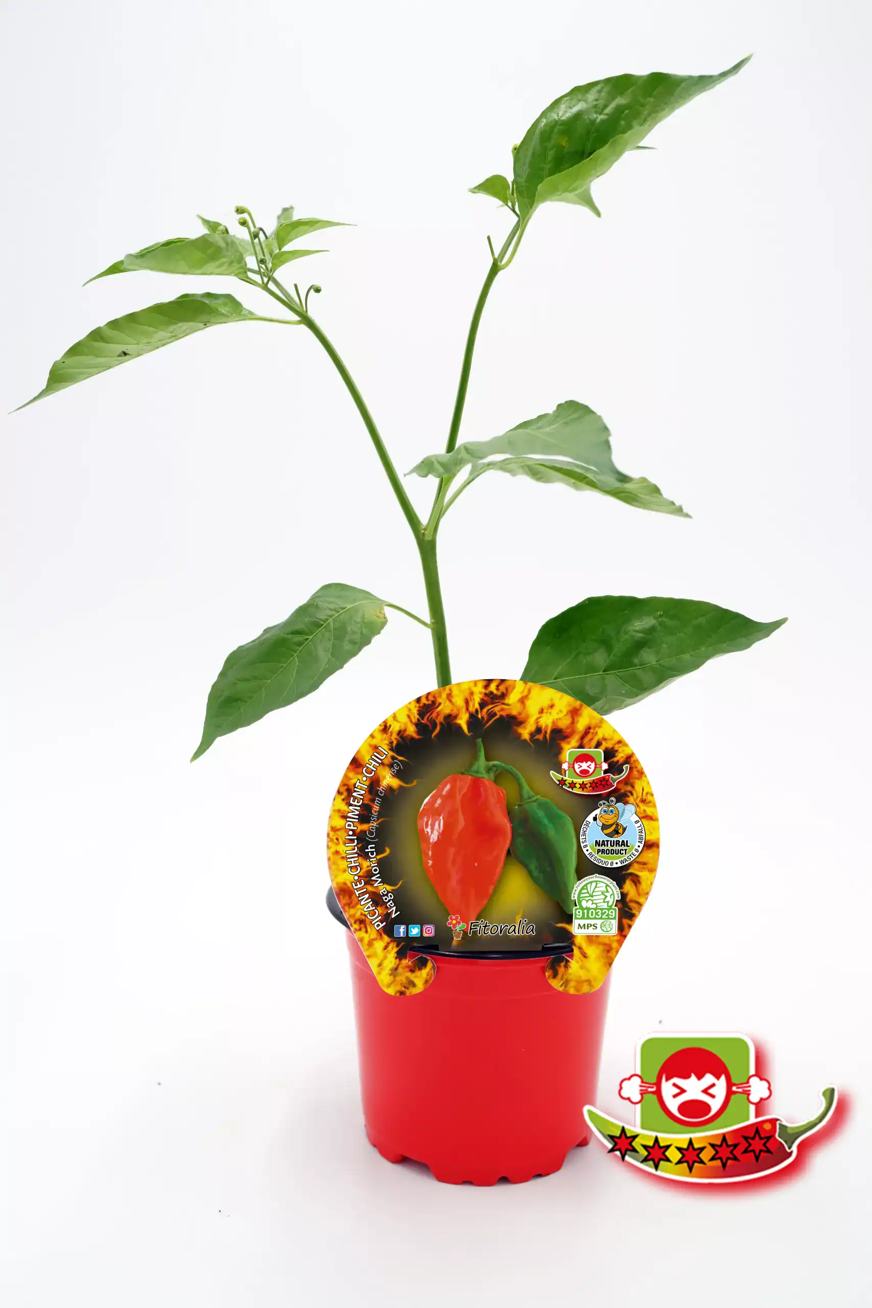 Chili Padrón en maceta, planta de pimienta picante con etiqueta de semillas y certificaciones orgánicas, ideal para cultivo casero y agricultura ecológica.