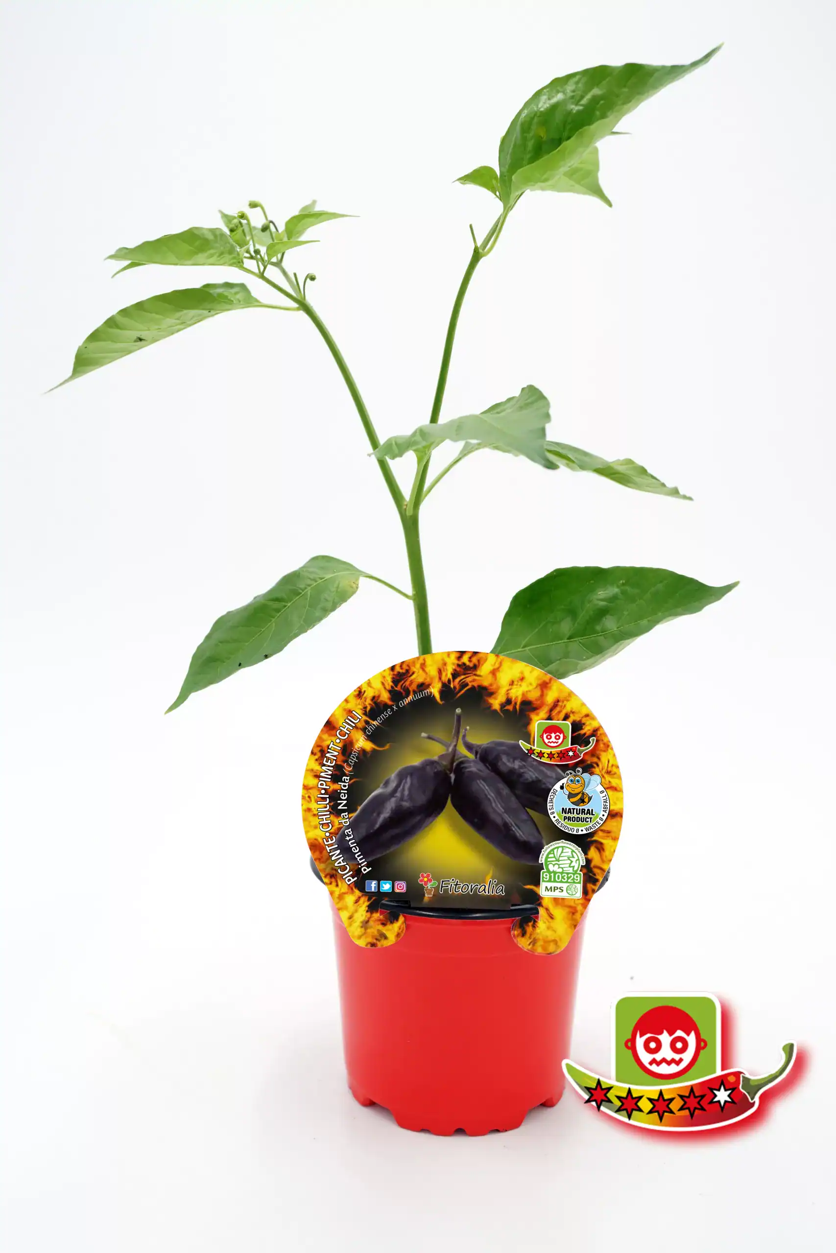 Verde oscuro, plantas de ají picante, chile en maceta con etiqueta de semillas de Huerto.Bio, cultivo ecológico, agricultura sostenible, semilla chilena para horticultura en España.