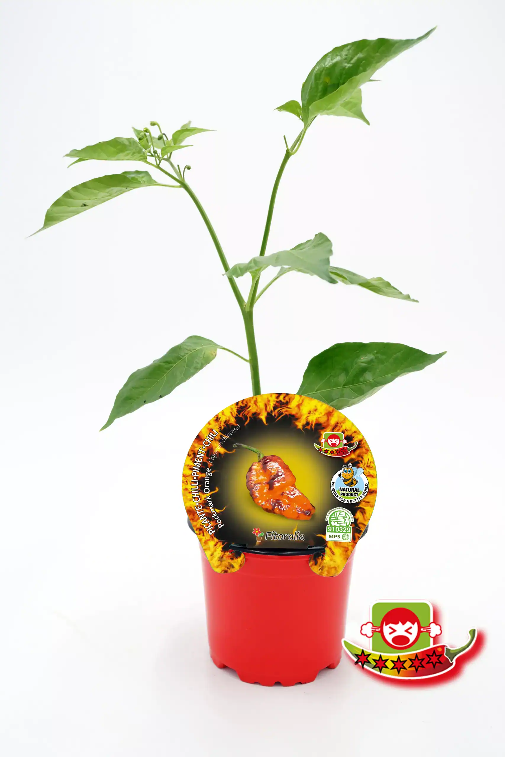Calibre de pimiento picante en maceta con etiqueta promocional y logotipos de certificación ecológica y calidad. tipo de pimiento chili, cultivo casero y ecológico, huerto urbano, semilla de pimienta y cuidados..