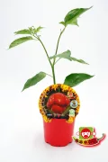 Verdura ecológica, planta de pimiento picante en maceta para cultivo sostenible y orgánico, huerto urbano, semillas de calidad, agricultura ecológica en casa, huerto casero.