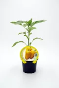 Verdolaga de pimiento amarillo en maceta, planta de cultivo ecológico, hortaliza saludable y orgánica para huerto urbano.