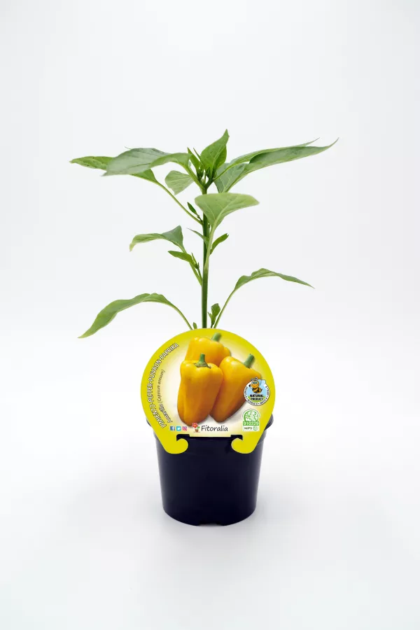 Verdolaga de pimiento amarillo en maceta, planta de cultivo ecológico, hortaliza saludable y orgánica para huerto urbano.