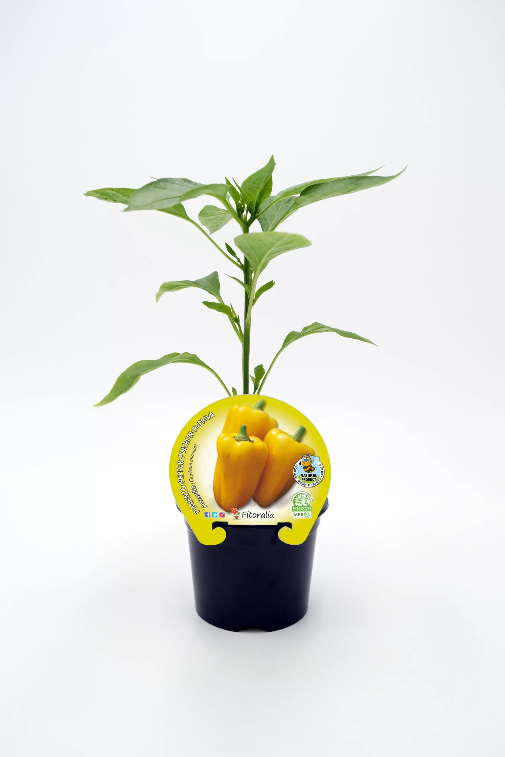 Verdolaga de pimiento amarillo en maceta, planta de cultivo ecológico, hortaliza saludable y orgánica para huerto urbano.