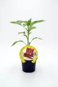 Hierba de chile picante en maceta para cultivo ecológico en huerto bio.