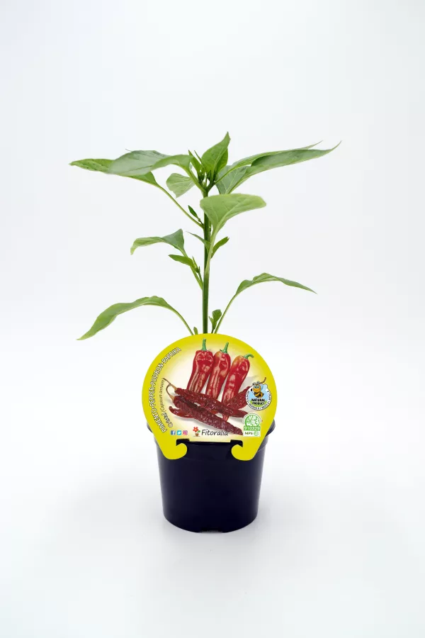Hierba de chile picante en maceta para cultivo ecológico en huerto bio.