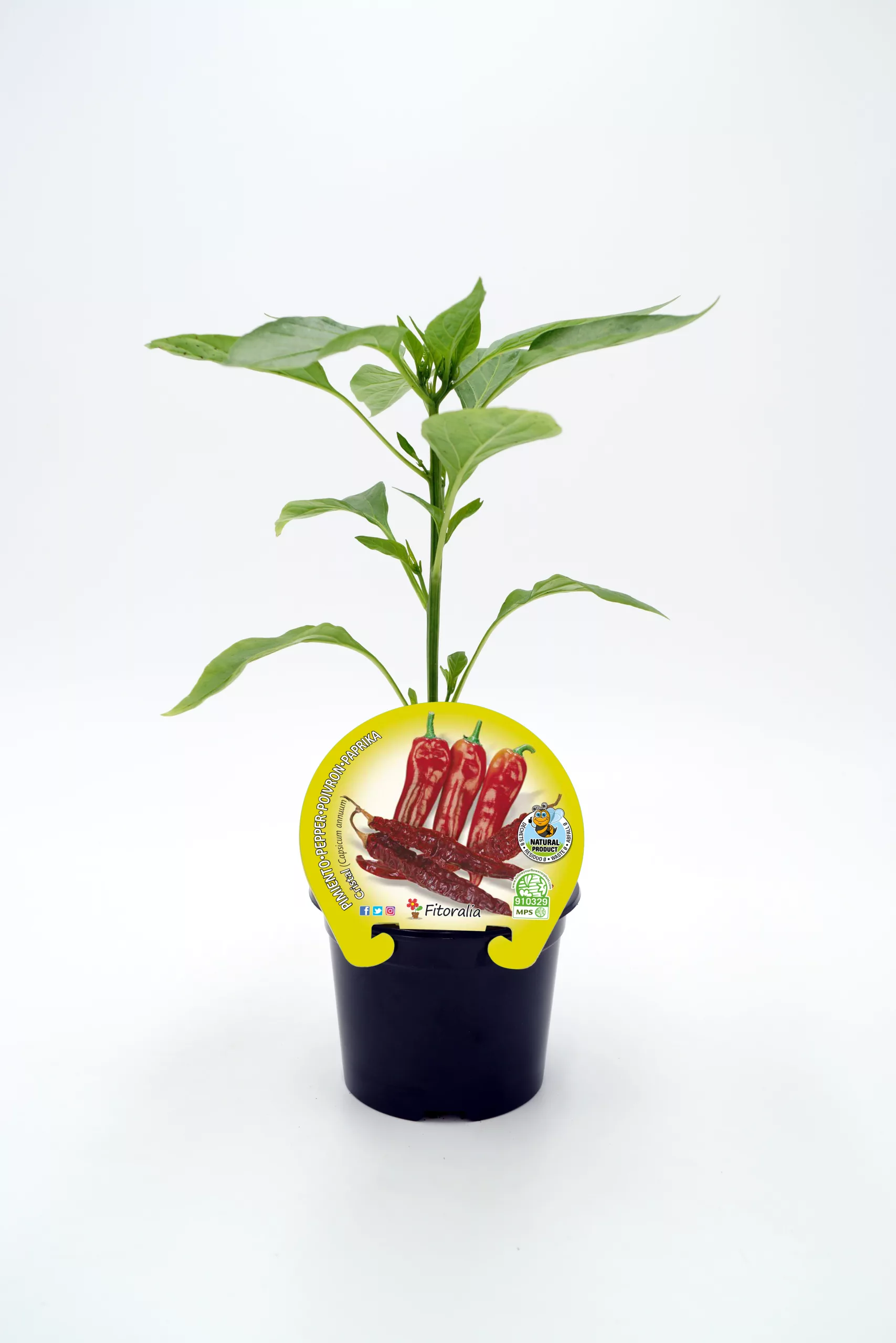 Hierba de chile picante en maceta para cultivo ecológico en huerto bio.