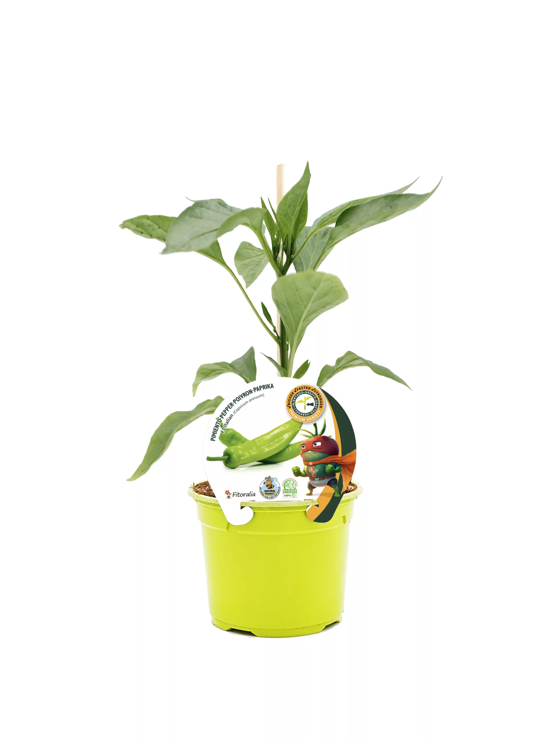 Pimiento pepino en maceta de cultivo ecológico para huerto urbano. Ideal para jardinería orgánica y cultivo en casa, promoviendo alimentación saludable y sostenibilidad en huertos biodegradables.