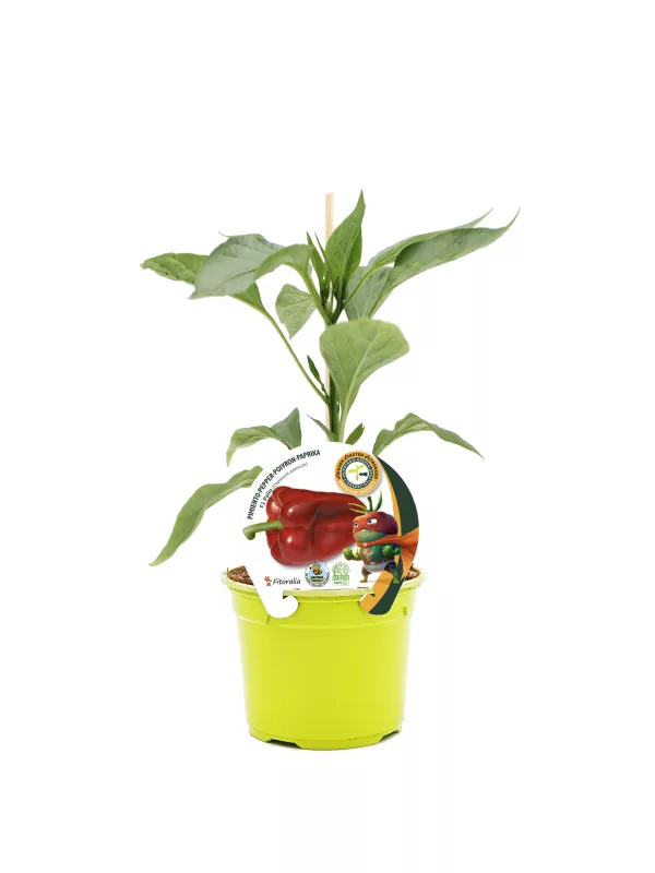 Jalapeño pimiento en una maceta de cultivo ecológico, planta de pimienta picante con etiqueta que destaca su origen y calidad. Perfecto para jardineros que buscan cultivo ecológico y saludable.