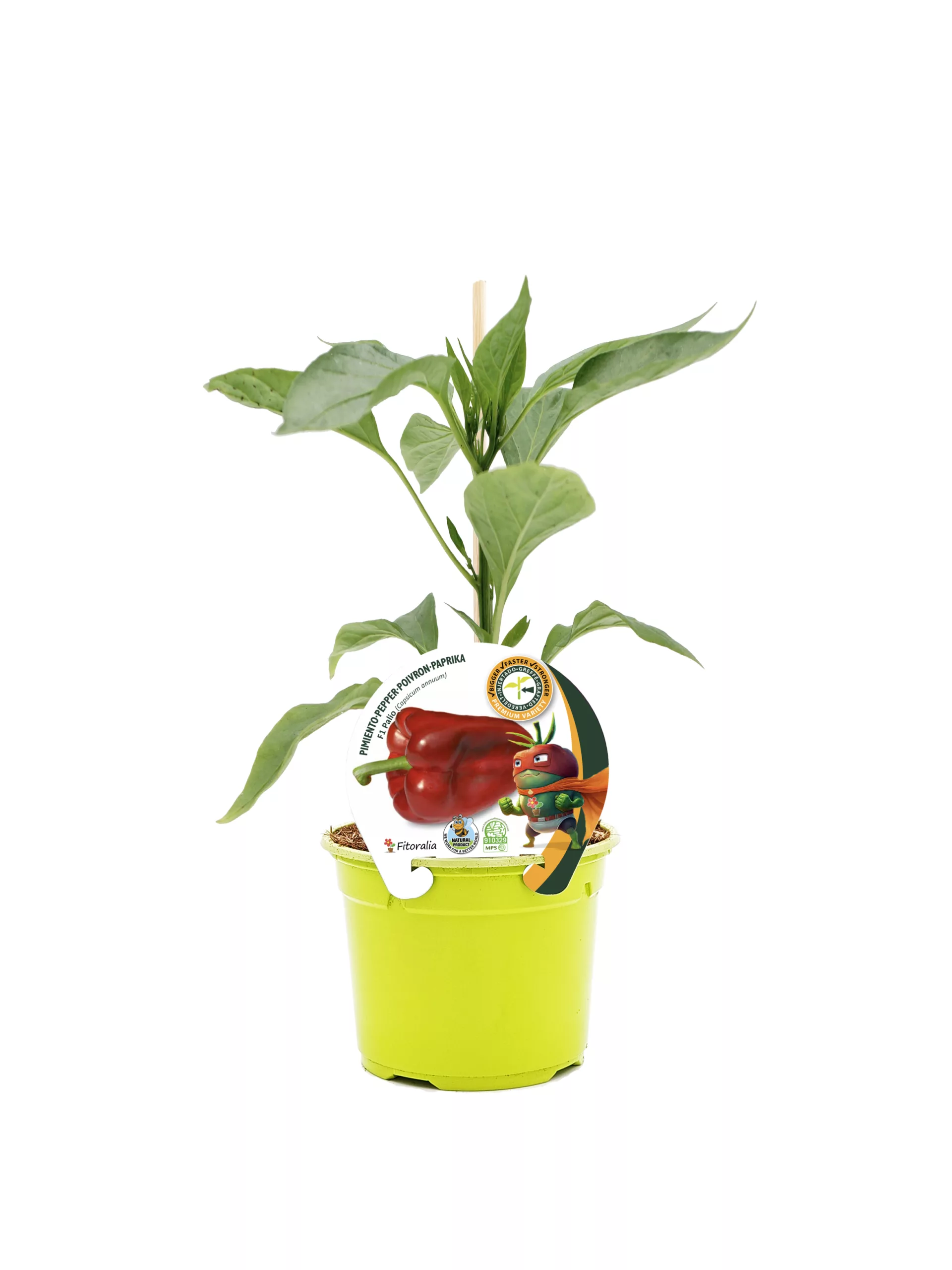 Jalapeño pimiento en una maceta de cultivo ecológico, planta de pimienta picante con etiqueta que destaca su origen y calidad. Perfecto para jardineros que buscan cultivo ecológico y saludable.