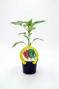 Verdura ecológica en maceta, pimienta y pimientos de colores bio, cultivo orgánico, huerto sostenible, semillas certificadas ecológicas para jardín, huerto urbano, hortalizas naturales.