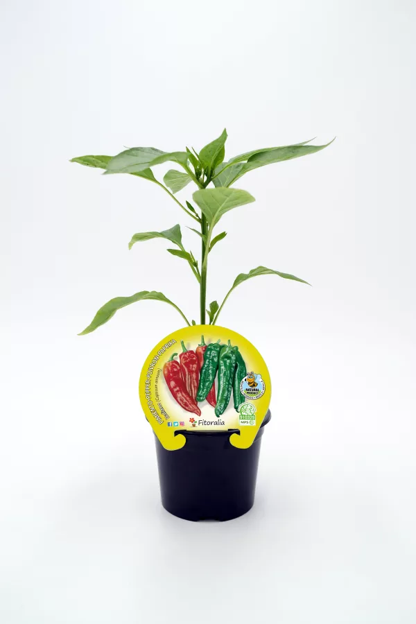 Verdura ecológica en maceta, pimienta y pimientos de colores bio, cultivo orgánico, huerto sostenible, semillas certificadas ecológicas para jardín, huerto urbano, hortalizas naturales.