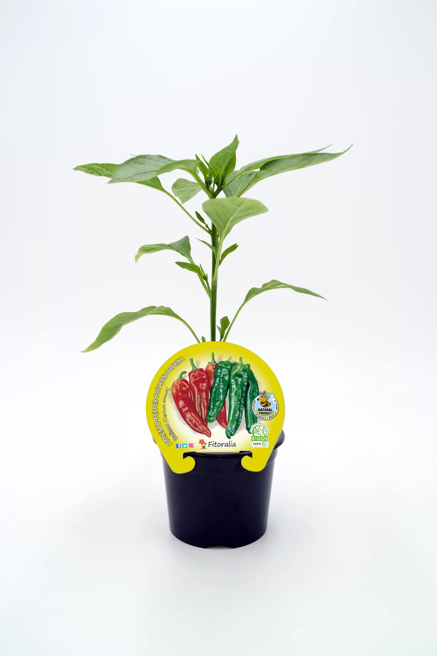 Verdura ecológica en maceta, pimienta y pimientos de colores bio, cultivo orgánico, huerto sostenible, semillas certificadas ecológicas para jardín, huerto urbano, hortalizas naturales.