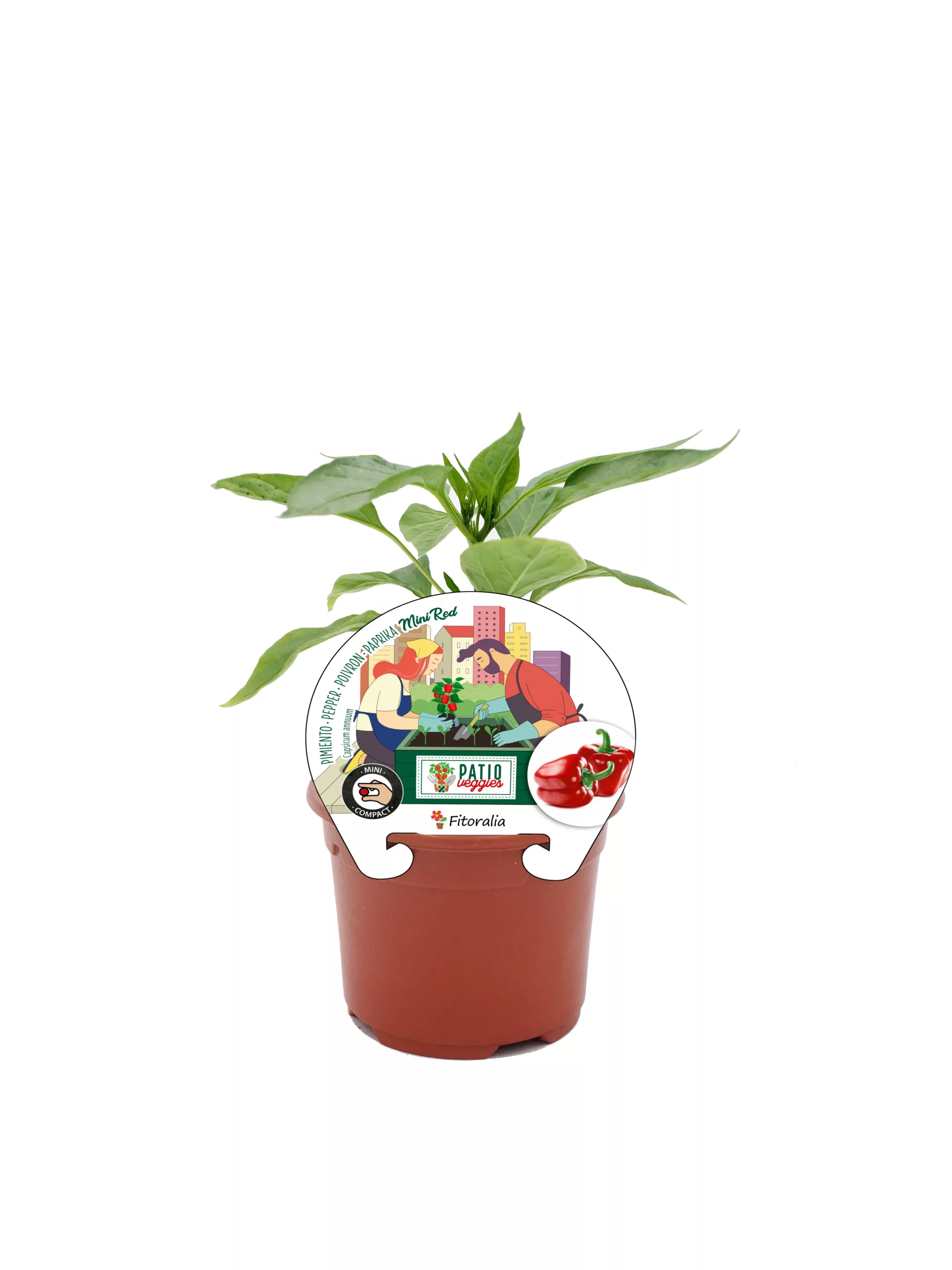 Rábano mini rojo en maceta, cultivos ecológicos para huertos urbanos y apartamentos, ideal para gastronomía saludable y cocina casera, opción eficaz para cultivos en espacios pequeños.