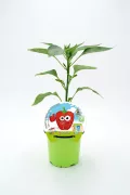 Joven planta de pimientos ecológicos en maceta juvenil, cultivo de huerto ecológico para niños, germinados y semillas orgánicas, ideal para eduación ambiental y agricultura sostenible.