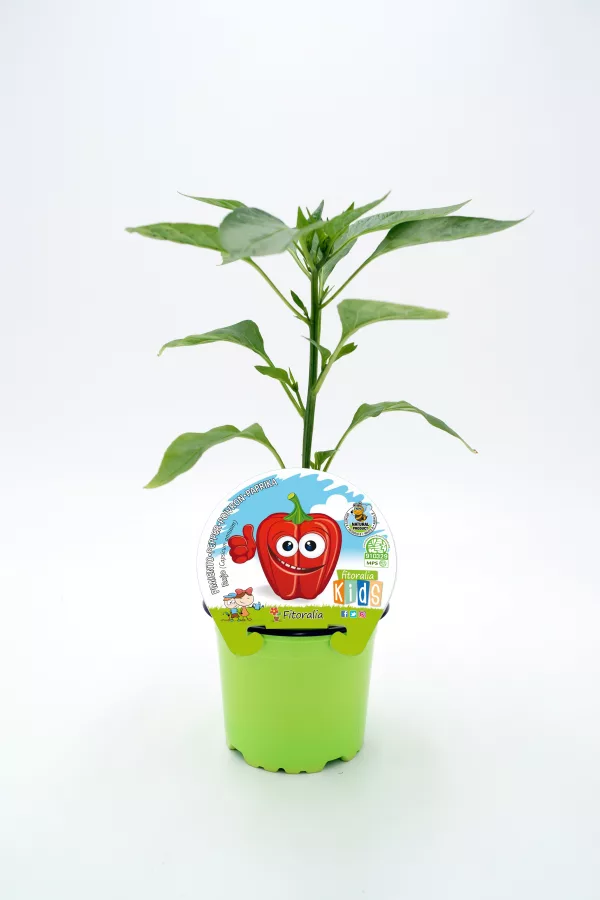 Joven planta de pimientos ecológicos en maceta juvenil, cultivo de huerto ecológico para niños, germinados y semillas orgánicas, ideal para eduación ambiental y agricultura sostenible.