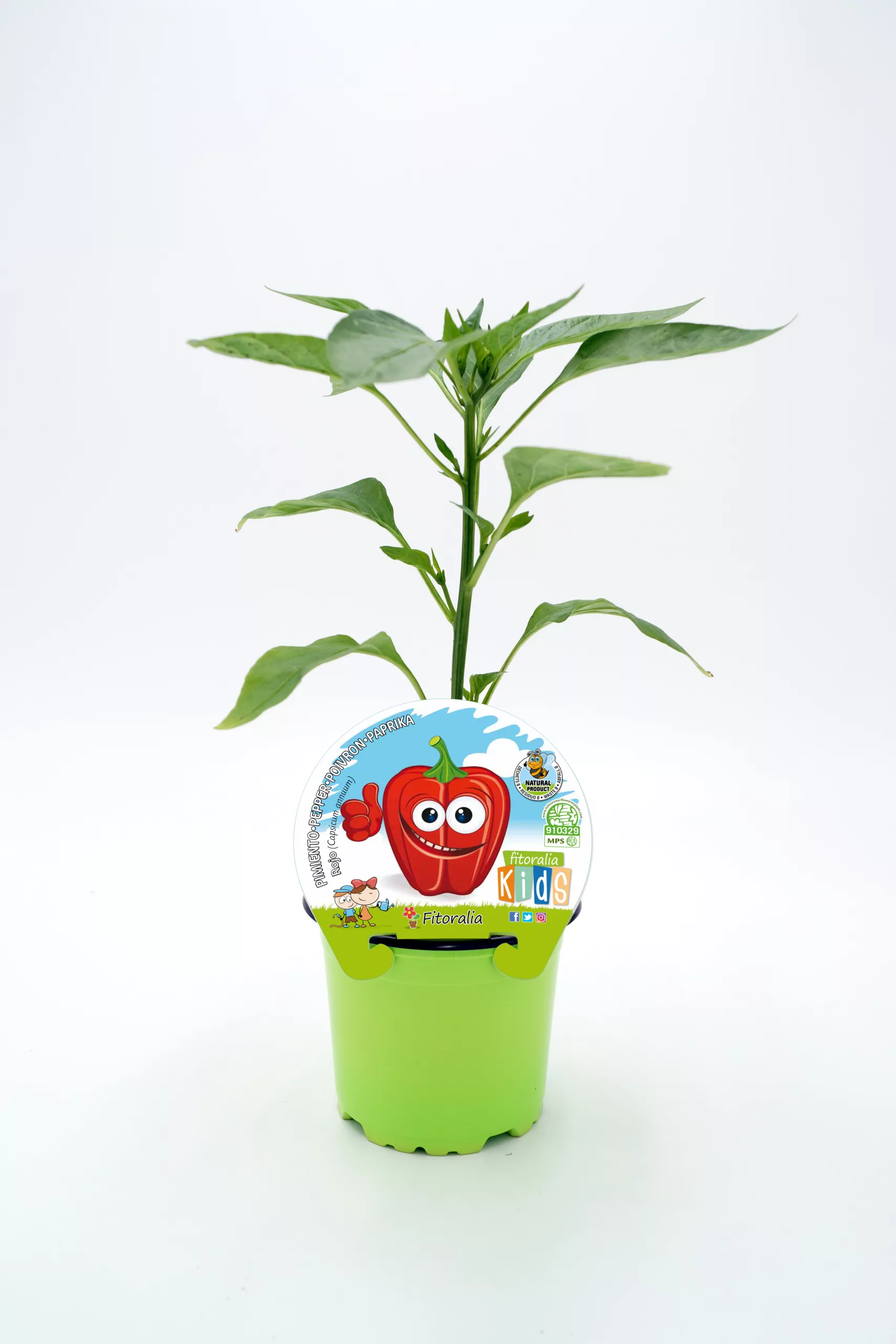 Joven planta de pimientos ecológicos en maceta juvenil, cultivo de huerto ecológico para niños, germinados y semillas orgánicas, ideal para eduación ambiental y agricultura sostenible.
