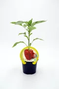 Joven planta de pimiento ecológico en maceta, lista para crecer en huertos orgánicos, cultivo saludable y sostenible, ideal para agricultura ecológica y alimentación natural.
