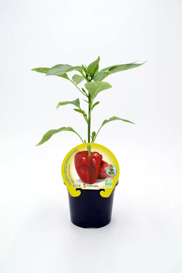 Joven planta de pimiento ecológico en maceta, lista para crecer en huertos orgánicos, cultivo saludable y sostenible, ideal para agricultura ecológica y alimentación natural.