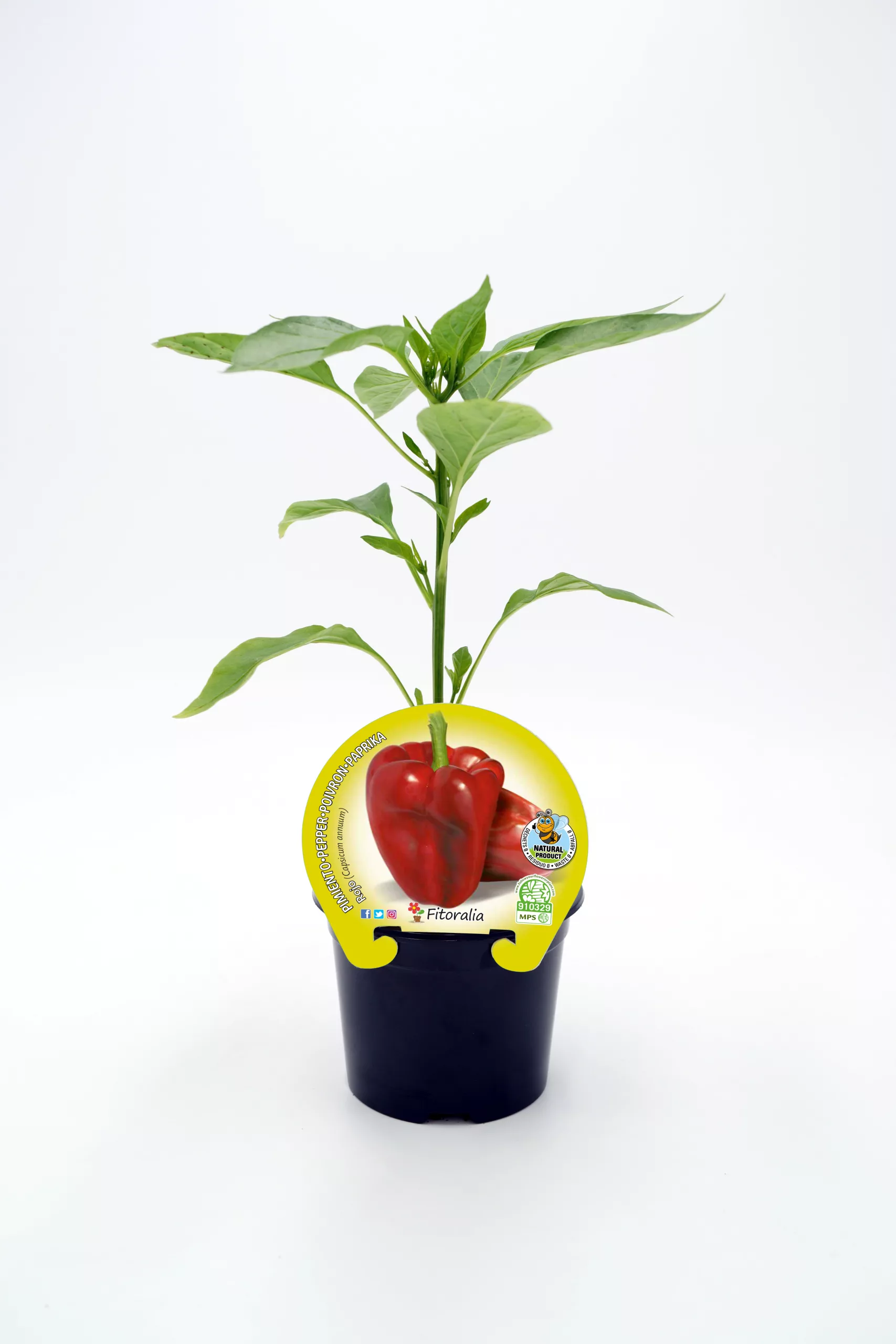 Joven planta de pimiento ecológico en maceta, lista para crecer en huertos orgánicos, cultivo saludable y sostenible, ideal para agricultura ecológica y alimentación natural.
