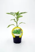 Jalapeños en maceta con etiqueta, cultivo ecológico, agricultura sostenible, plantas de pimiento picante, huerto ecológico, semillas orgánicas, crecimiento saludable.