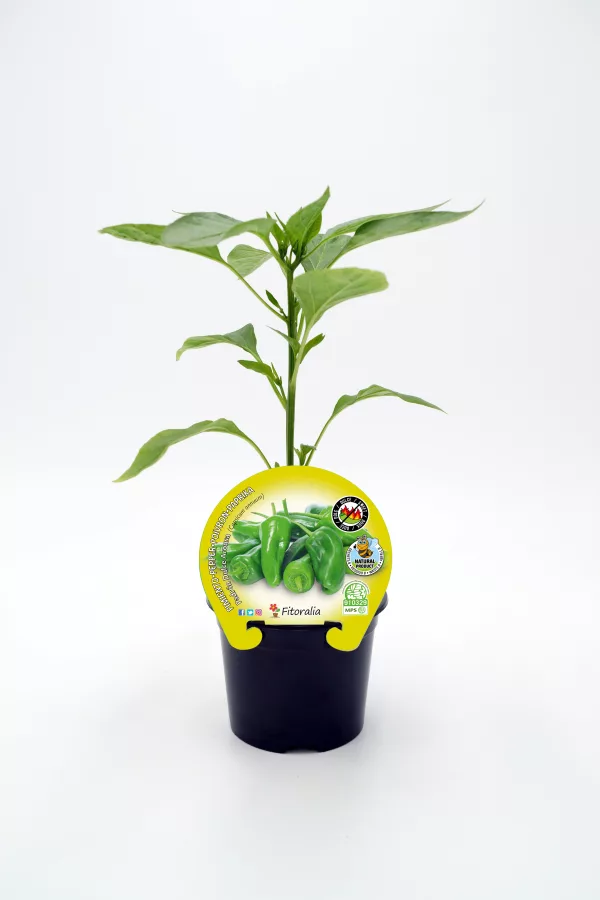 Jalapeños en maceta con etiqueta, cultivo ecológico, agricultura sostenible, plantas de pimiento picante, huerto ecológico, semillas orgánicas, crecimiento saludable.