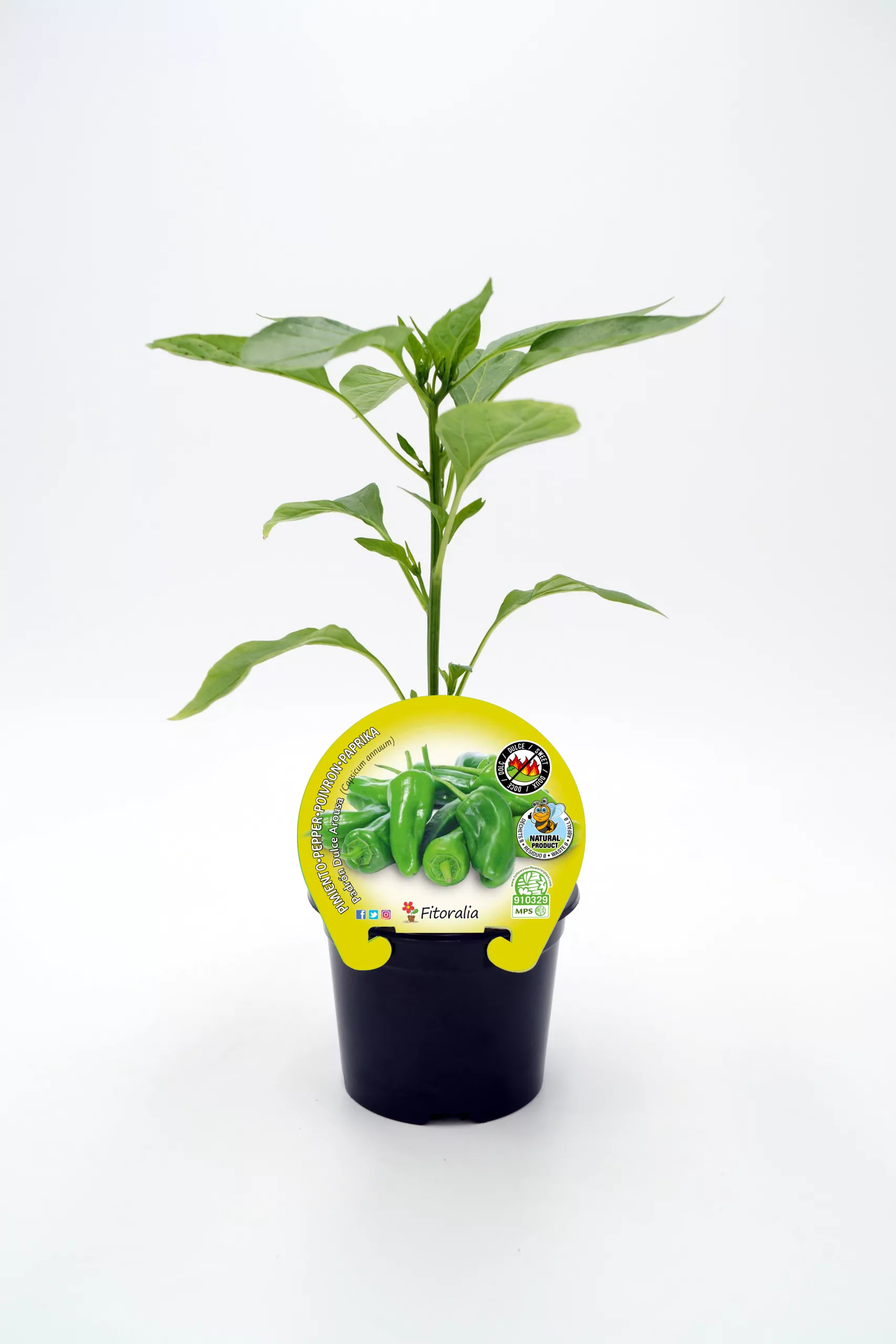 Jalapeños en maceta con etiqueta, cultivo ecológico, agricultura sostenible, plantas de pimiento picante, huerto ecológico, semillas orgánicas, crecimiento saludable.