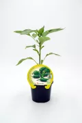 Pimiento picante plantita de pimientos verdes con etiqueta de semillas de huerto ecológico Huerto.Bio.