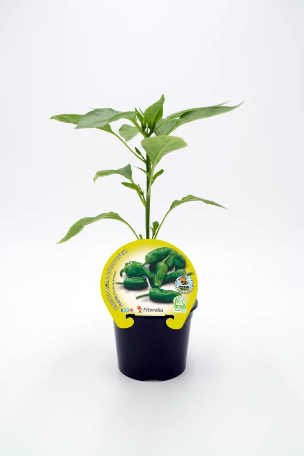 Pimiento picante plantita de pimientos verdes con etiqueta de semillas de huerto ecológico Huerto.Bio.