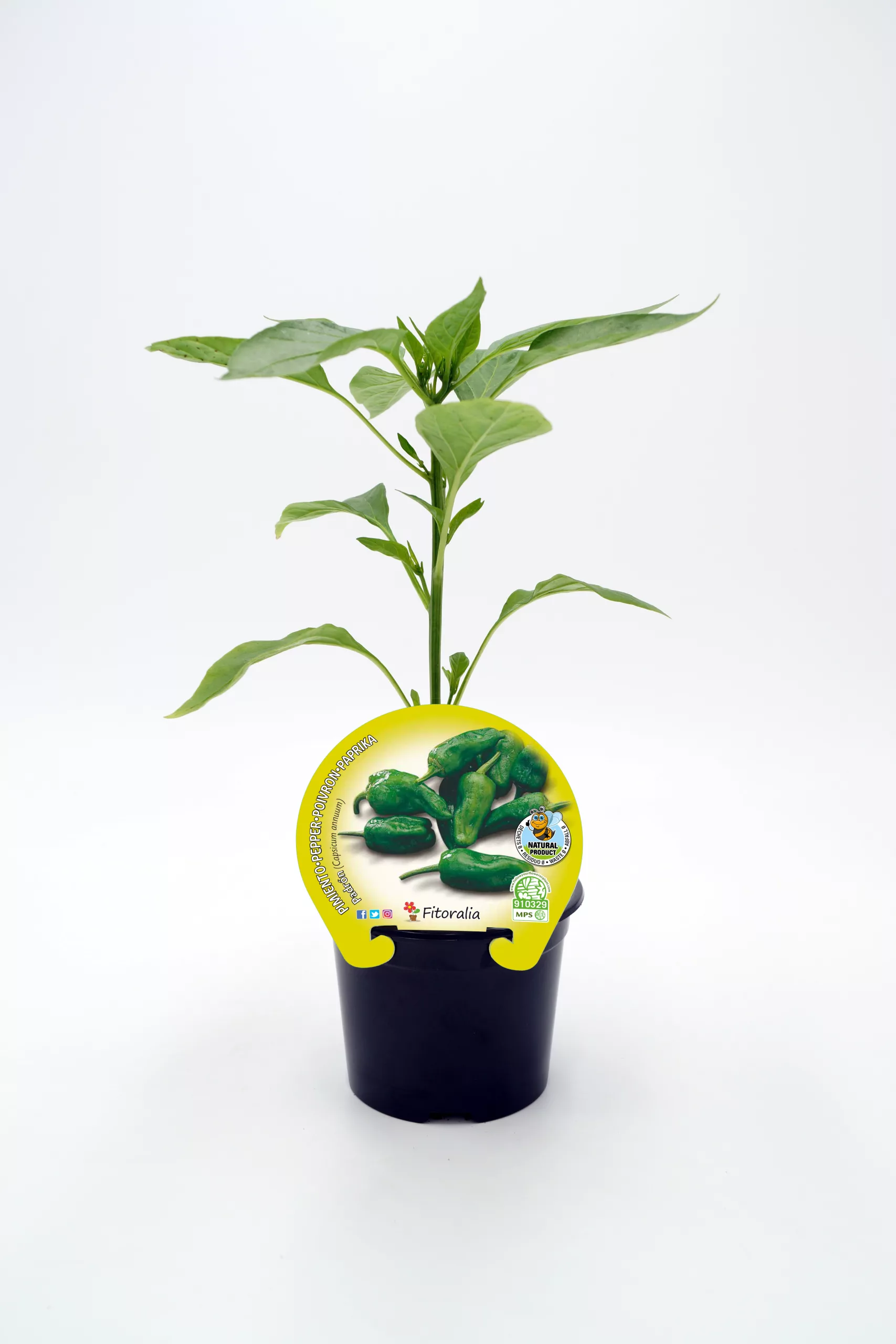 Pimiento picante plantita de pimientos verdes con etiqueta de semillas de huerto ecológico Huerto.Bio.