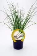 Hierba fresca de cebolla en maceta, cultivo ecológico y saludable, ideal para huerto urbano y cocina natural, cultivo orgánico y sembrado sin pesticidas.