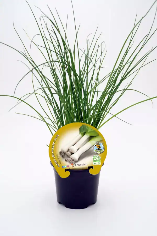 Hierba fresca de cebolla en maceta, cultivo ecológico y saludable, ideal para huerto urbano y cocina natural, cultivo orgánico y sembrado sin pesticidas.