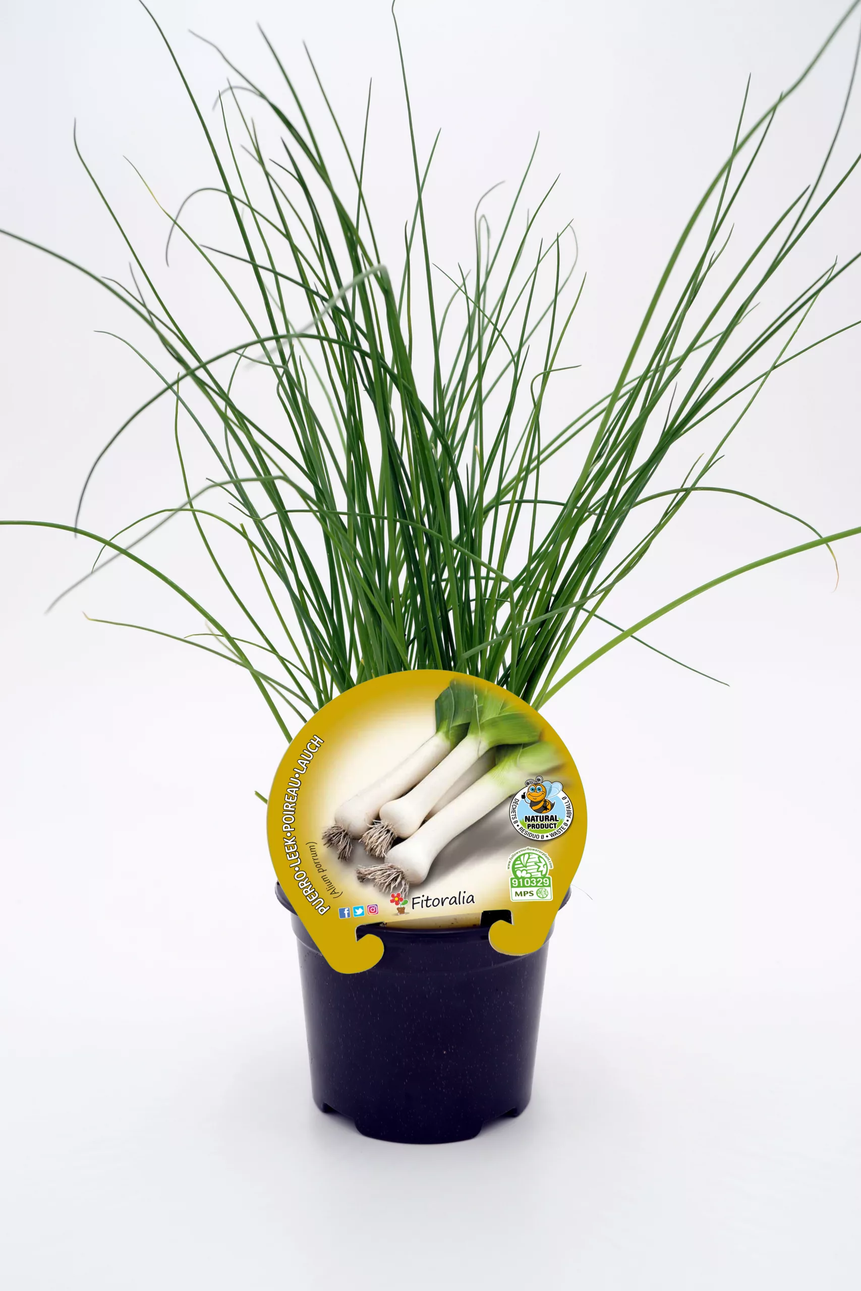 Hierba fresca de cebolla en maceta, cultivo ecológico y saludable, ideal para huerto urbano y cocina natural, cultivo orgánico y sembrado sin pesticidas.